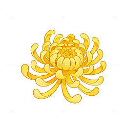 菊花插画黄色花卉