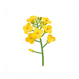 简约插画油菜花矢量素材