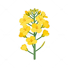 卡通油菜花插画素材