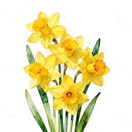 水彩黄水仙花插画设计素材