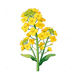 插画风油菜花手绘插画素材
