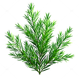绿色松树矢量素材