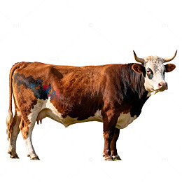 棕色牛站立图像