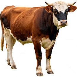 写实牛图像素材