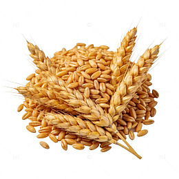 金黄小麦穗与颗粒素材