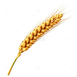 金黄色小麦穗特写插画素材