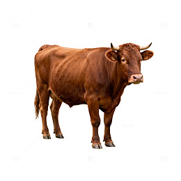 棕色公牛写实动物片