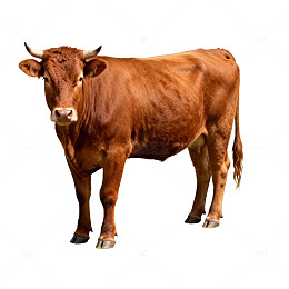 棕色牛站立素材