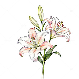 百合花手绘插画