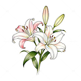 手绘百合花插图设计素材