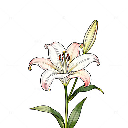百合花手绘插图素材