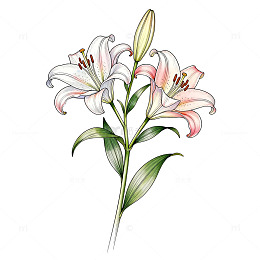 水彩百合花插画素材