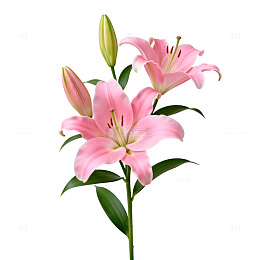 粉色百合花图片素材