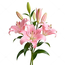 粉色百合花插画设计素材