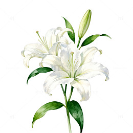 百合花唯美插画