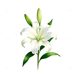 百合花矢量图设计素材