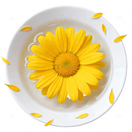 简约风黄花水碟静物