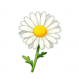 卡通风雏菊插画素材