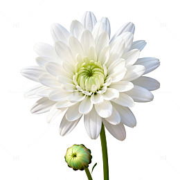 纯白菊花特写素材