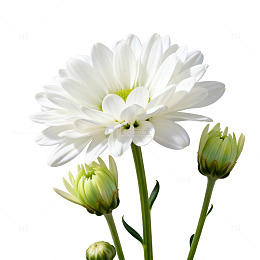清新白花菊花特写素材