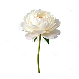 白色牡丹花特写素材