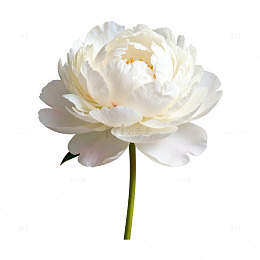 素雅白牡丹特写花卉