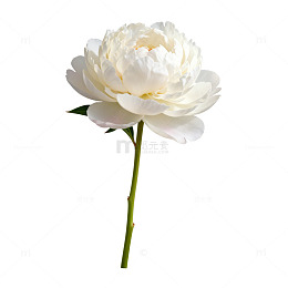素雅白牡丹花卉插画设计素材