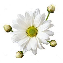 素雅菊花特写素材