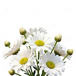 清新雏菊花卉特写片