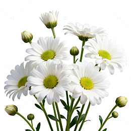 清新白菊花卉写真