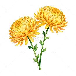 透明背景菊花插画素材