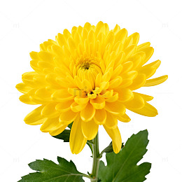 鲜花特写菊花盛开