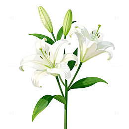 百合花矢量插画