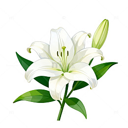 手绘白色百合花插画设计素材