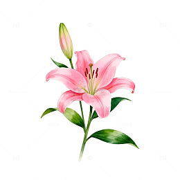 粉色百合花手绘插画