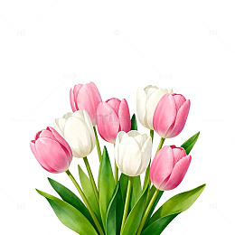 郁金香插画设计素材