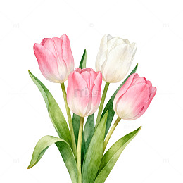 水彩郁金香花卉插画设计素材