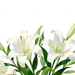 百合花插画设计素材