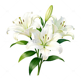 百合花插图清新插画素材