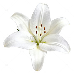 百合花特写绘画