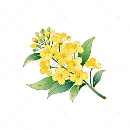 插画风格油菜花矢量素材