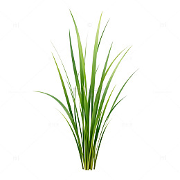 绿意盎然草本植物插画