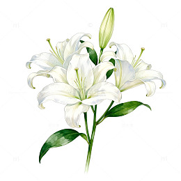 百合花手绘插画素材