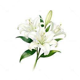 百合花插画素材