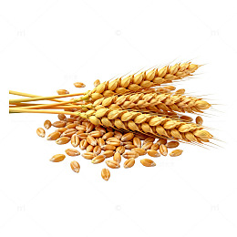 金黄色小麦穗与粒