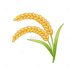 透明背景水稻矢量图