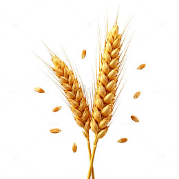 金黄小麦穗特写