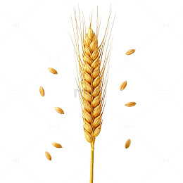 透明背景小麦穗插画素材