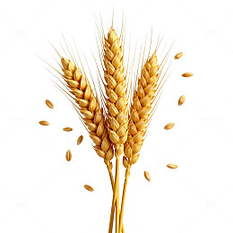 金黄色小麦穗写实插图