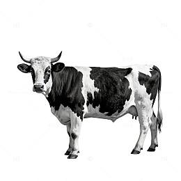 奶牛插画素材